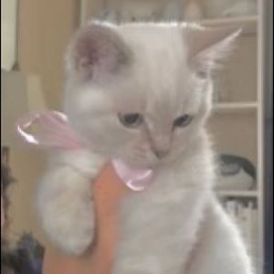 Meet your Posher, Kitten